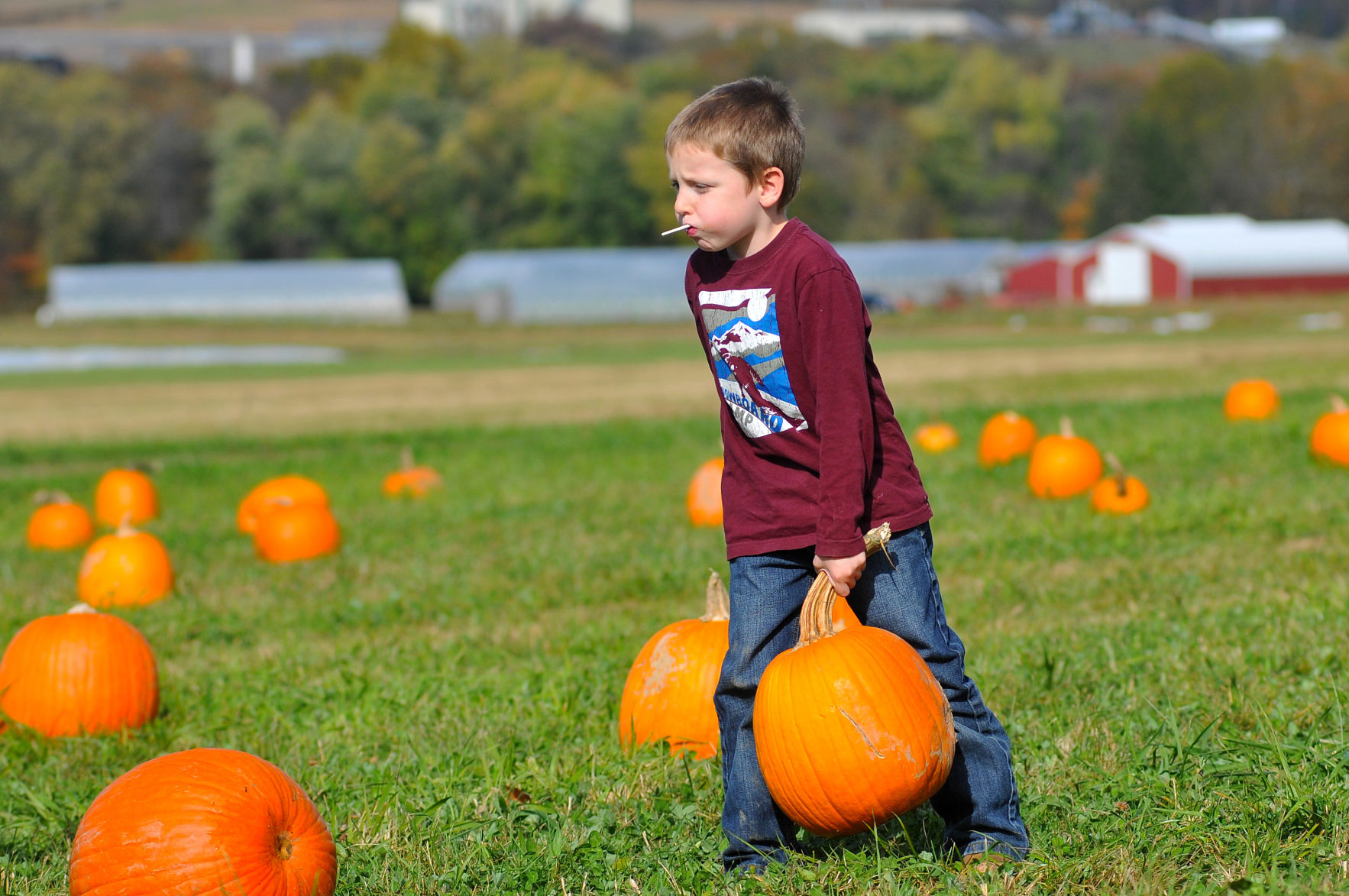 Jesse Brink, 6, picks a pumpkin